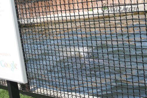 IMG_0731_r